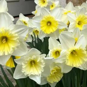 Ice Follies Daffodil (Narcissus Ice Follies) Img 5 